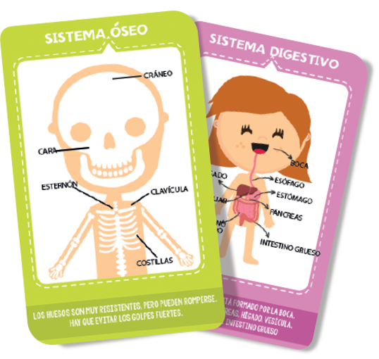 CARTAS INFANTILES PLOW EL CUERPO HUMANO